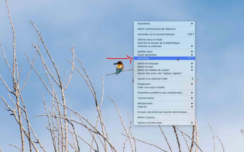 menu accentué apparaissant sur la photo d'oiseaux