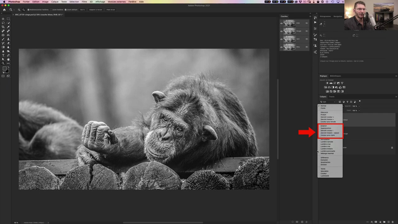 image d'un singe en noir et blanc pour illustrer les modes de fusion dans Photoshop