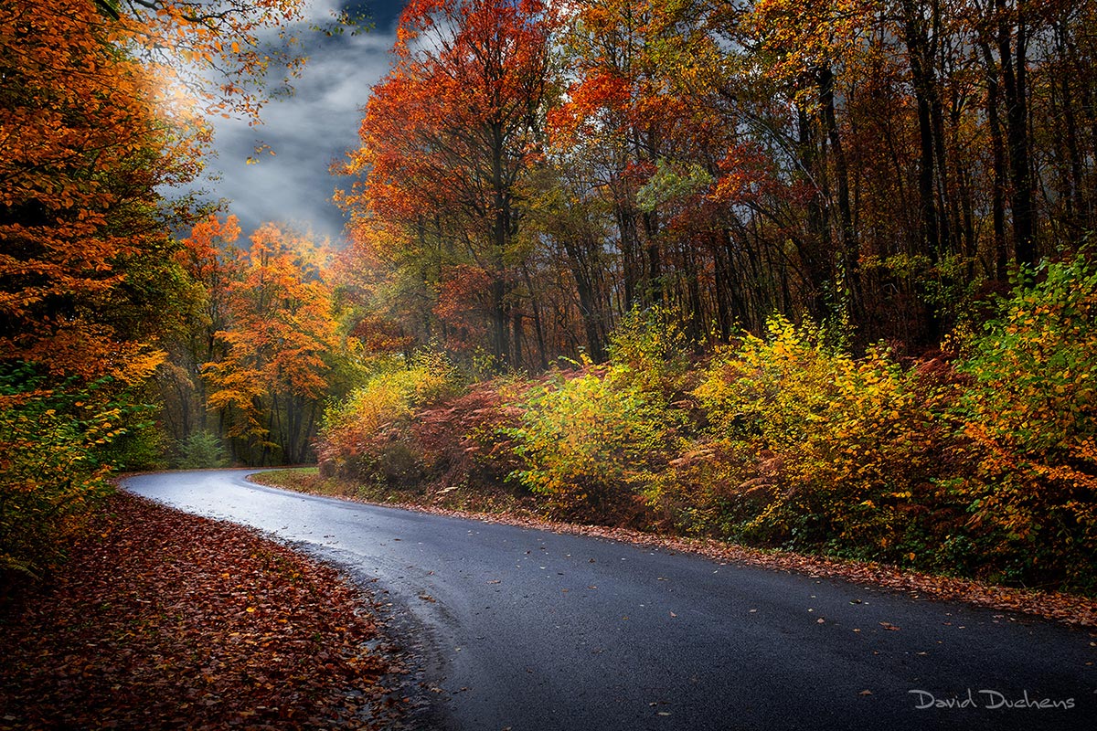 Composition des Ardennes en Belgique par David Duchens