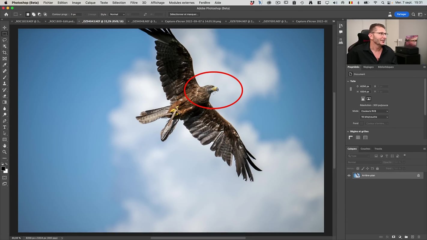 Photo de référence avec le rapace pour le remplissage de contenu multi-images.