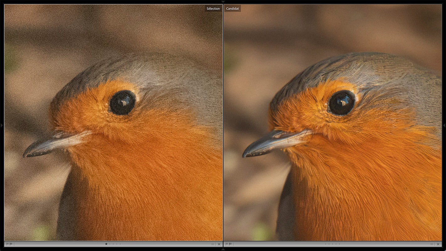 Avant/après réduction du bruit avec IA sur une photo de rouge-gorge dans Lightroom.