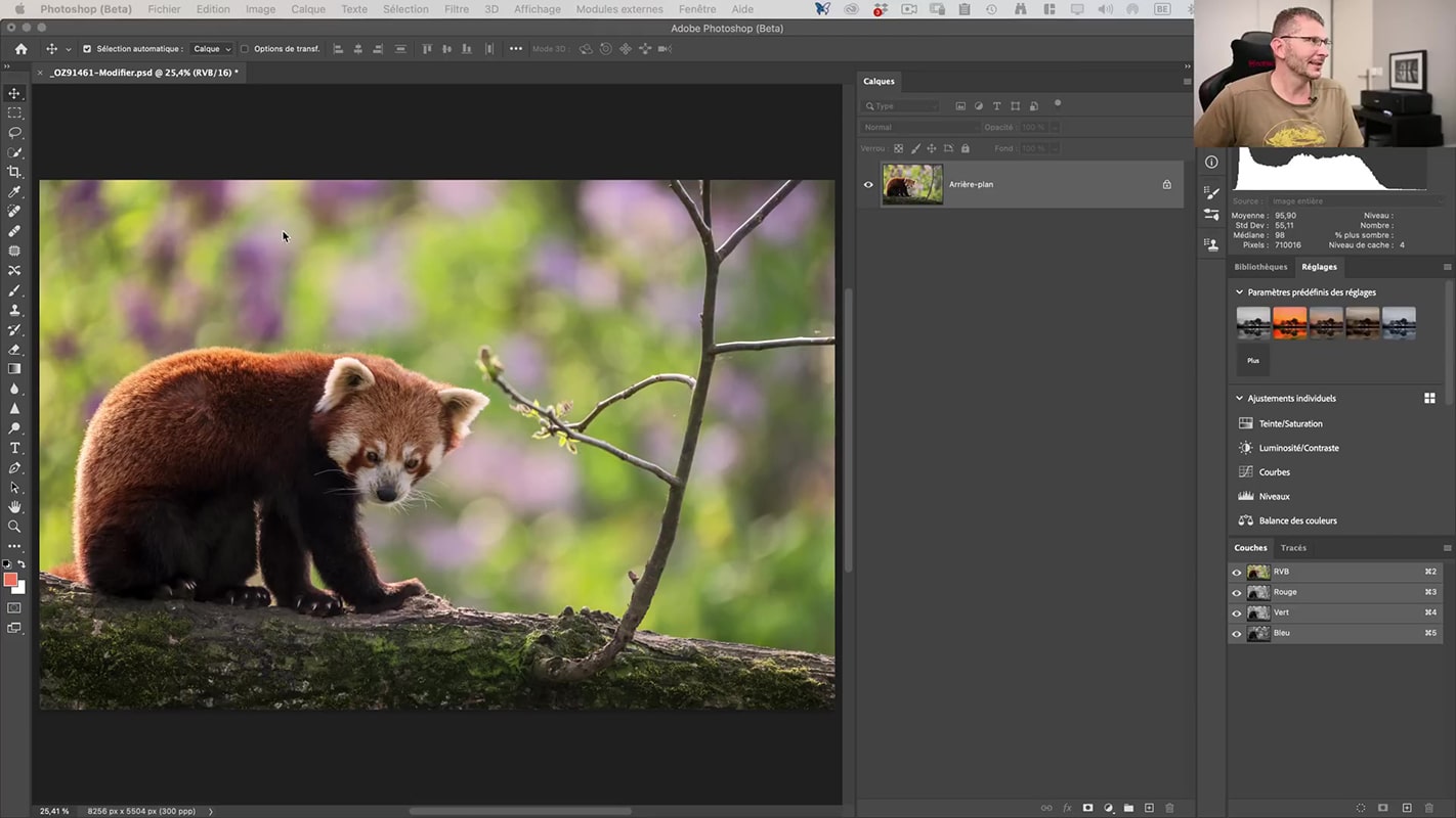 Photo de base d'un panda roux pour illustrer comment améliorer les masques dans Photoshop.