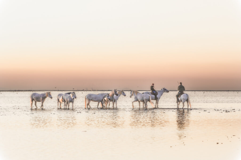 Douce lumière de Camargue