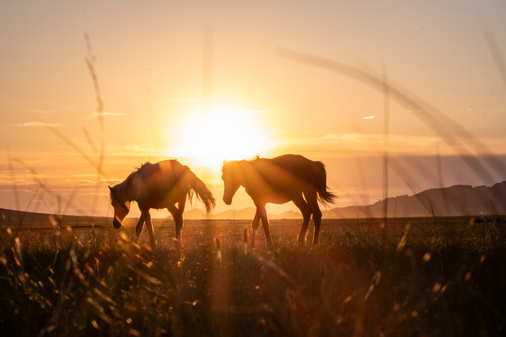 Ombres équestres au crépuscule des steppes mongoles