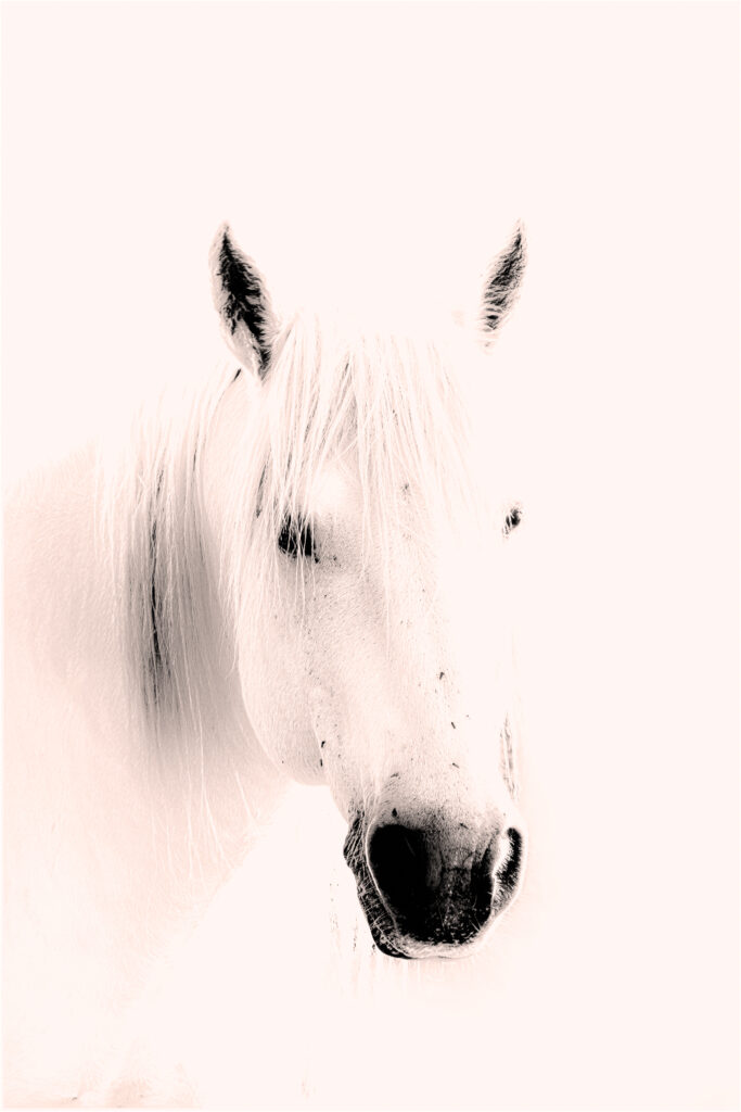 Cheval camarguais vu autrement