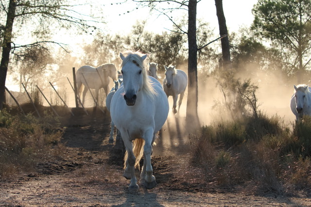 Detente au petit matin