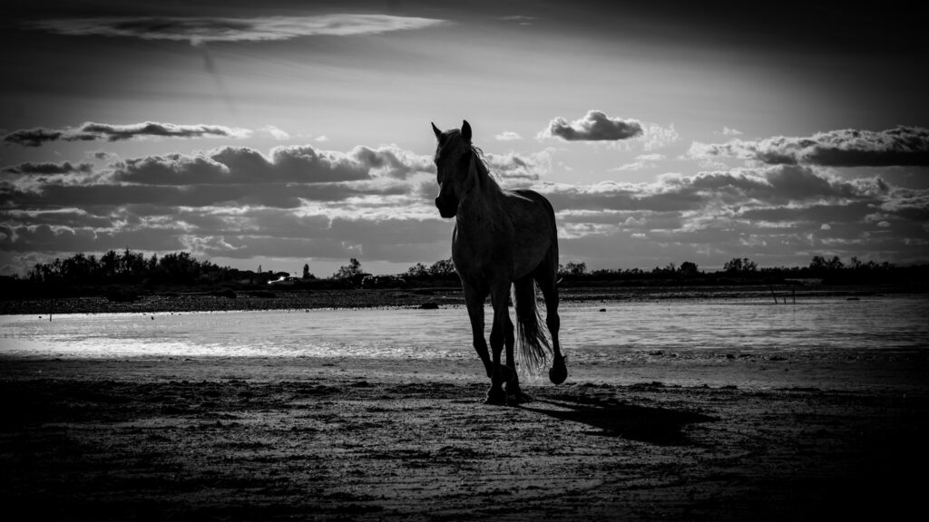 Camargue