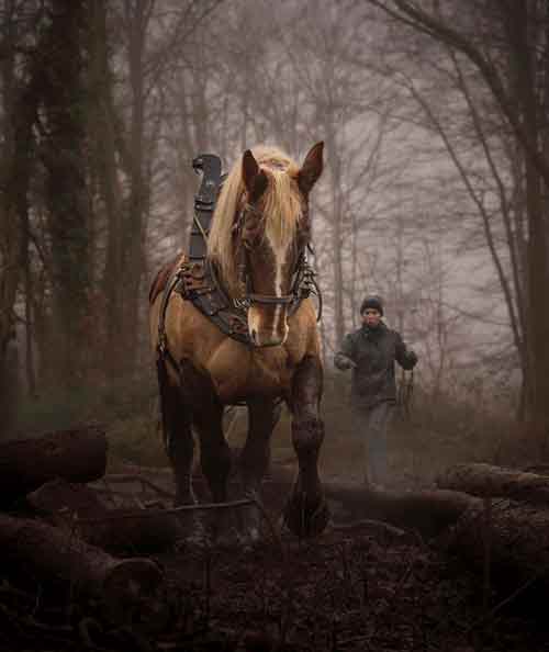 la force tranquille, jument trait boulonnaise