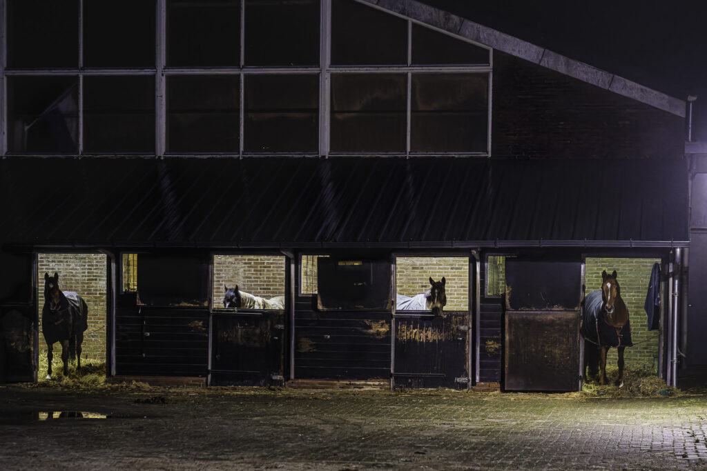 Chevaux la nuit
