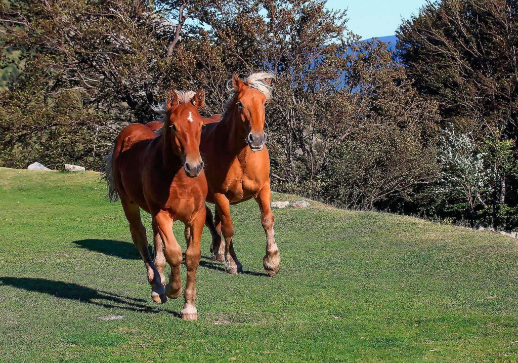 en galopent en toute liberté