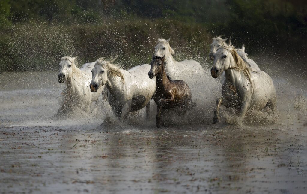 Beauté camarguaise