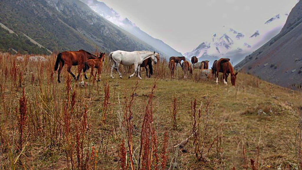 Libres , sans enclos et sans entraves les chevaux des nomades Kyrghises a pres de 3000m.