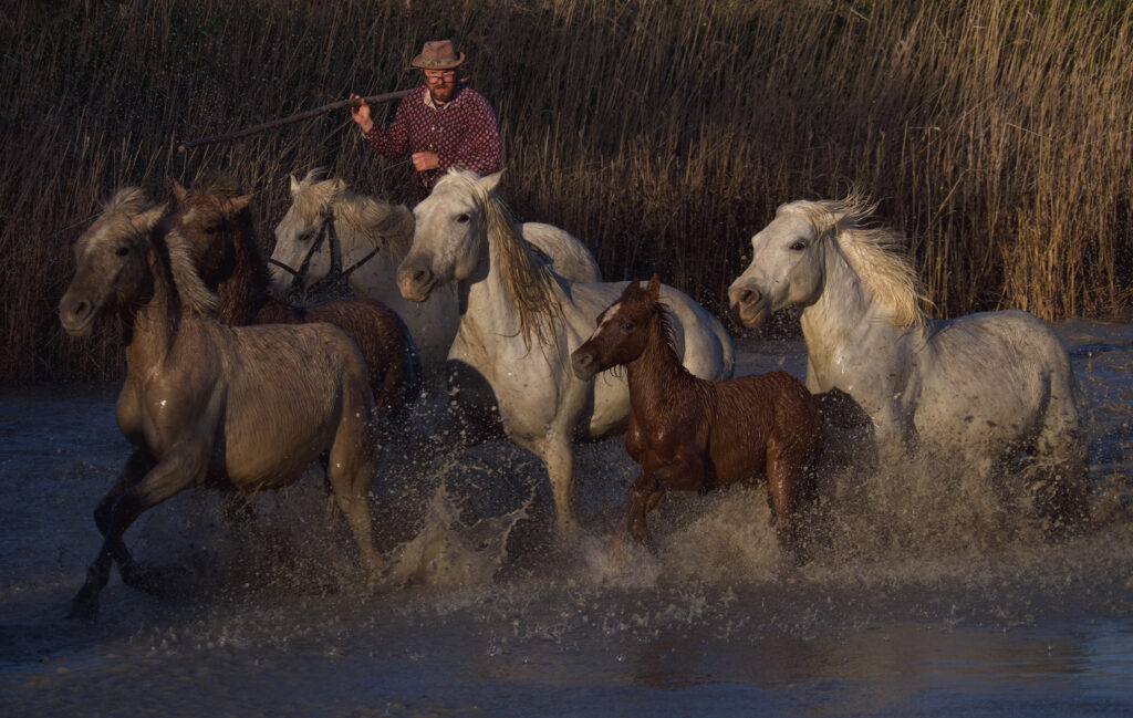 Beauté de la Camargue