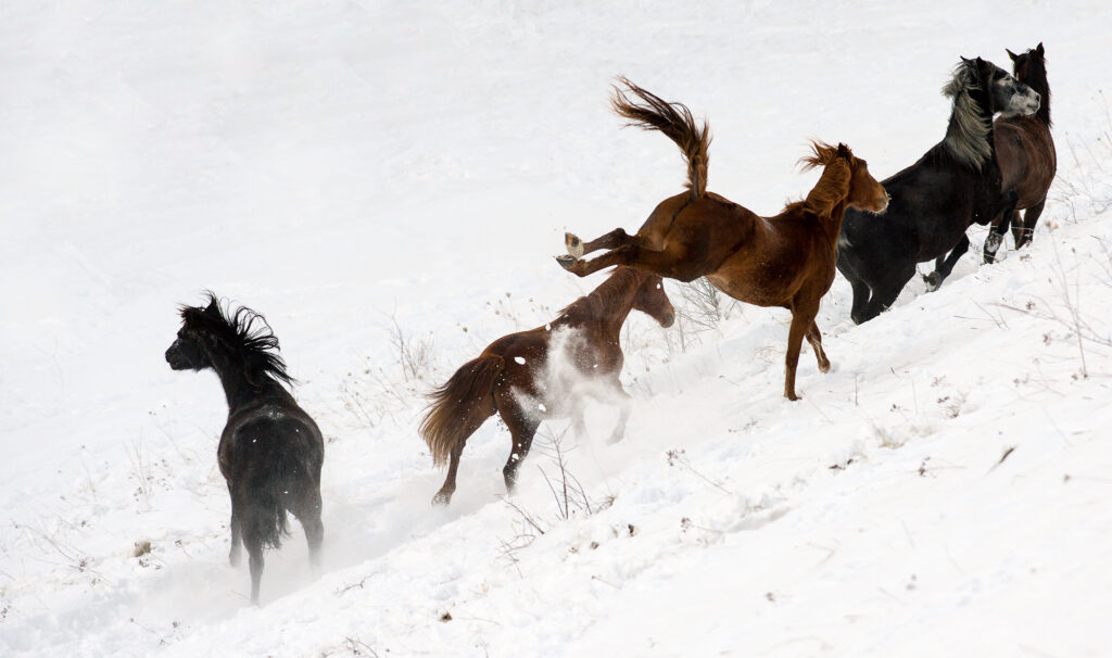 Chevaux du Vercors