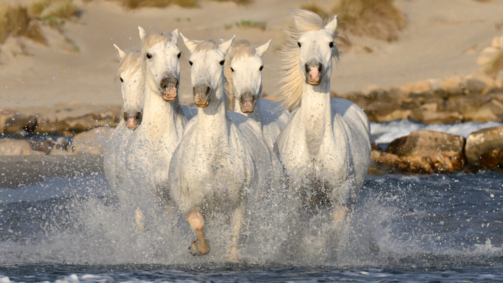Chevaux en liberté sur la plage