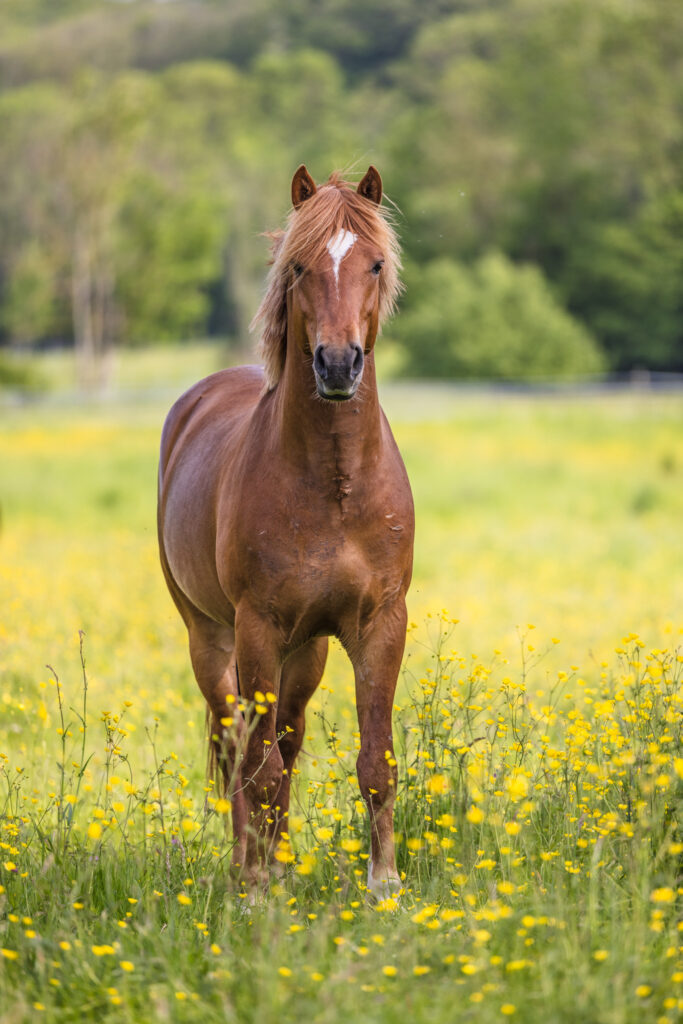 Le beau cheval dans la prairie...