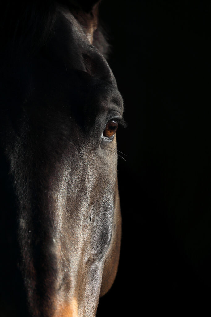 L'élégance obscure