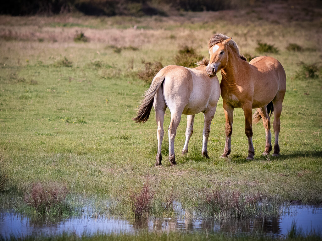 Hensons de la Baie de Somme