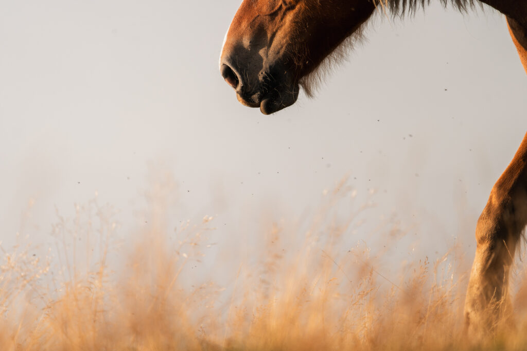 Lueur Equine