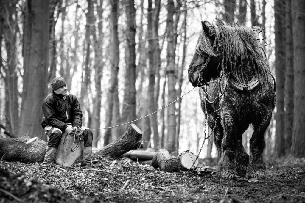 Force tranquille dans les bois