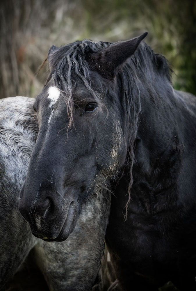 portrait rapproché!