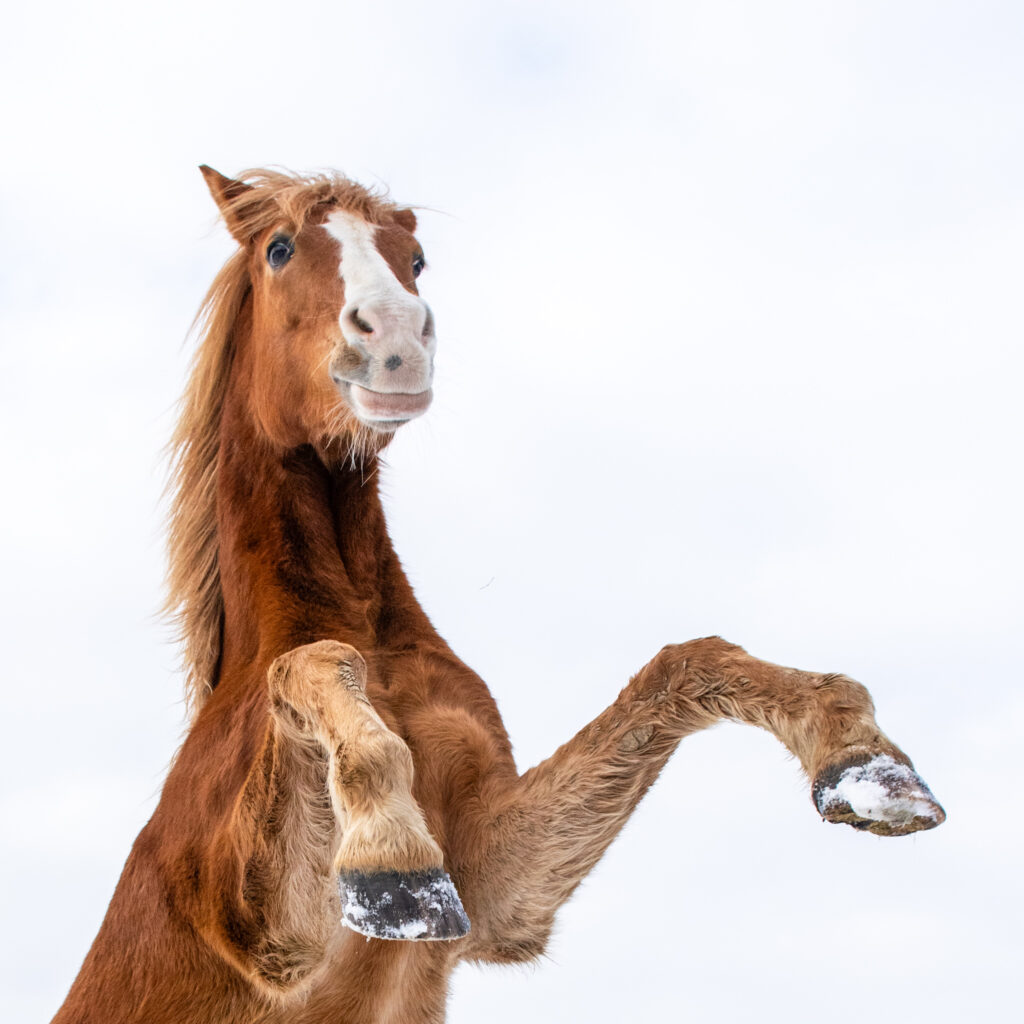 Dressé pour l instant