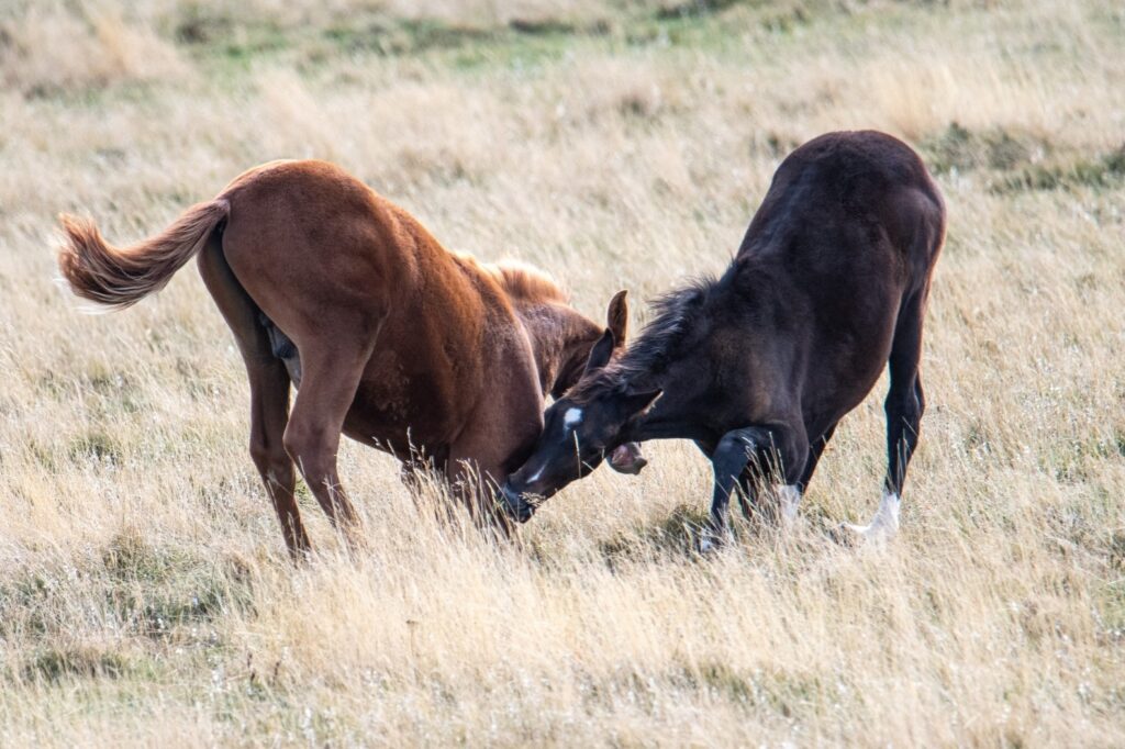 poulains semi sauvages du plateau de fond d'urles