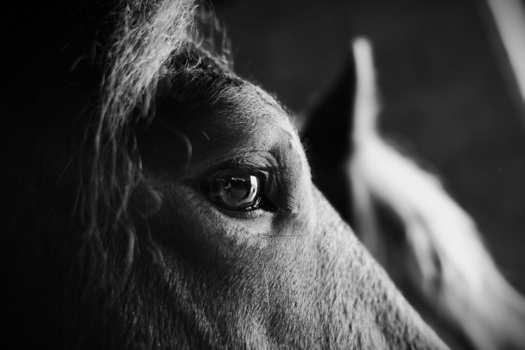 Vainqueur du Pramier