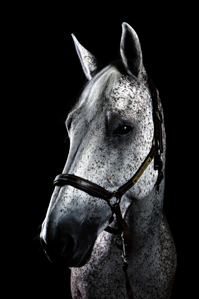 portrait studio dans son manège