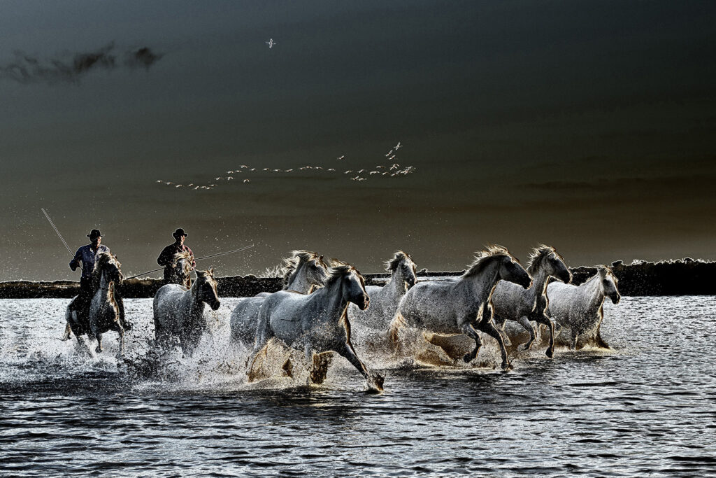 Cavaliers en camargue