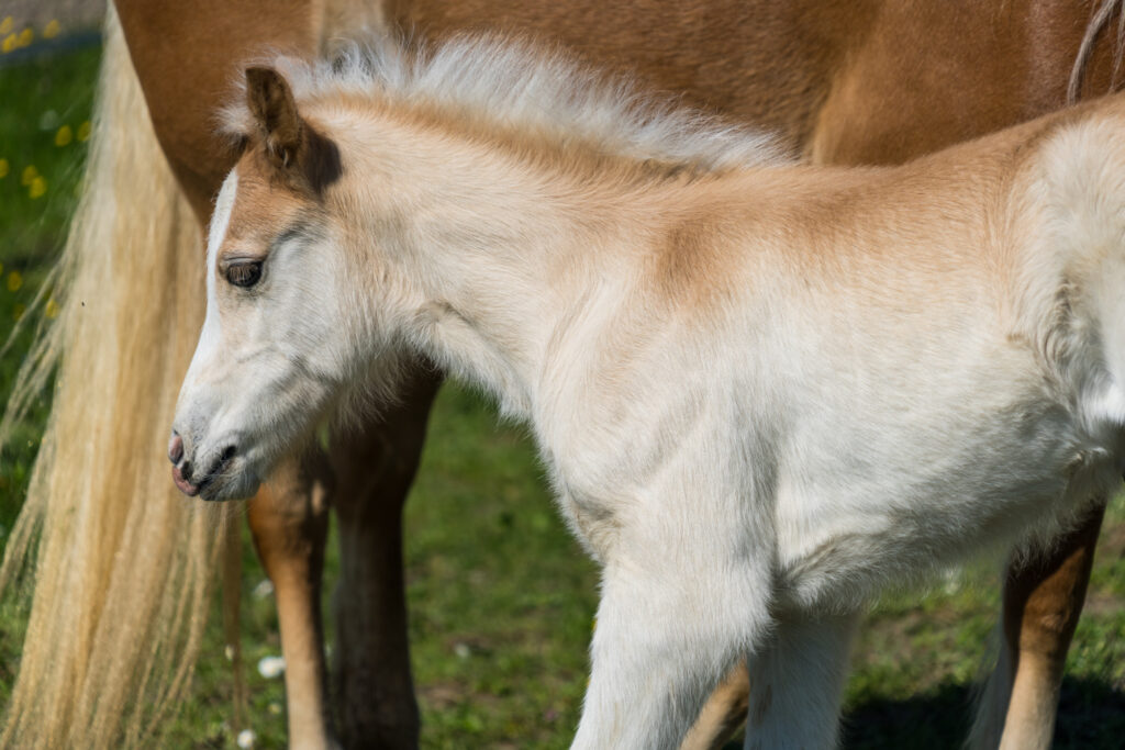 Poulain Haflinger