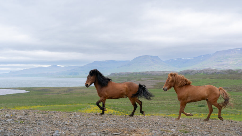 Rencontre Islandaise