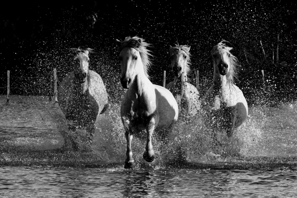 Chevaux Blancs
