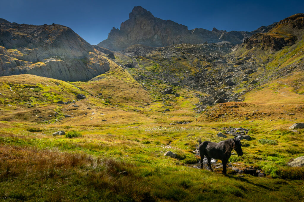 En liberté dans le Queyras