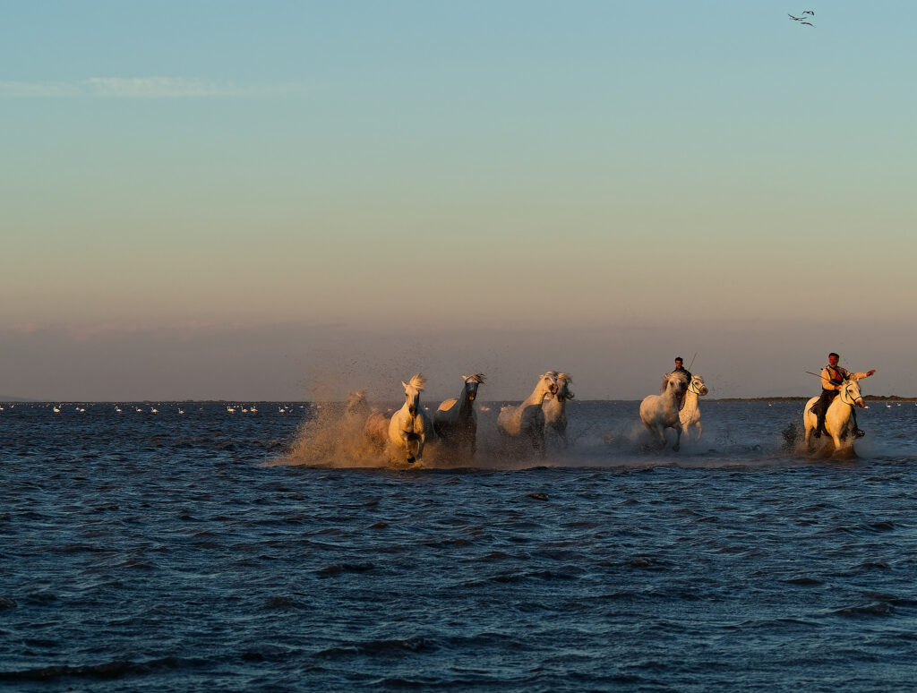 stage photo Camargue