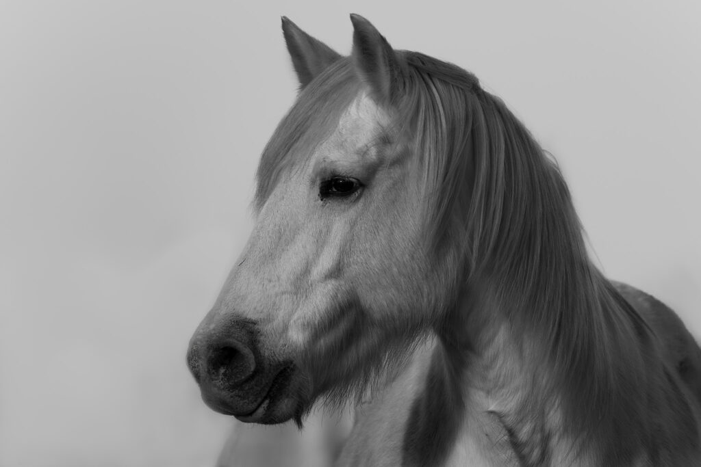 Portrait de cheval Camarguais