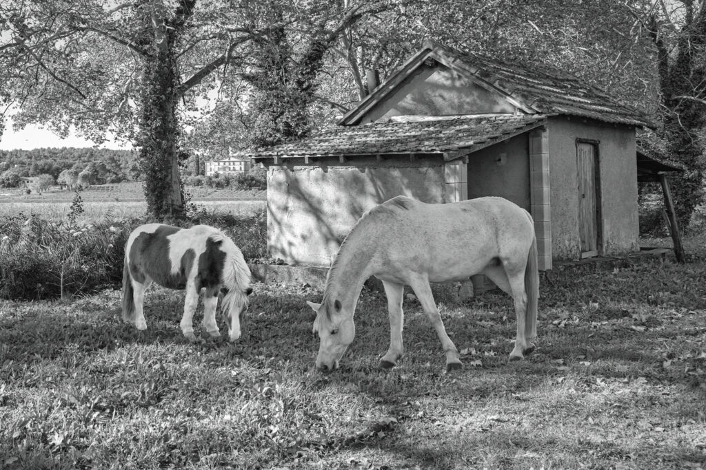 Valbourges, Chevaux en prairie