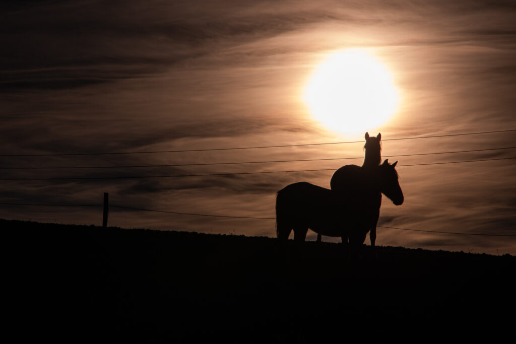 Chevaux en hiver