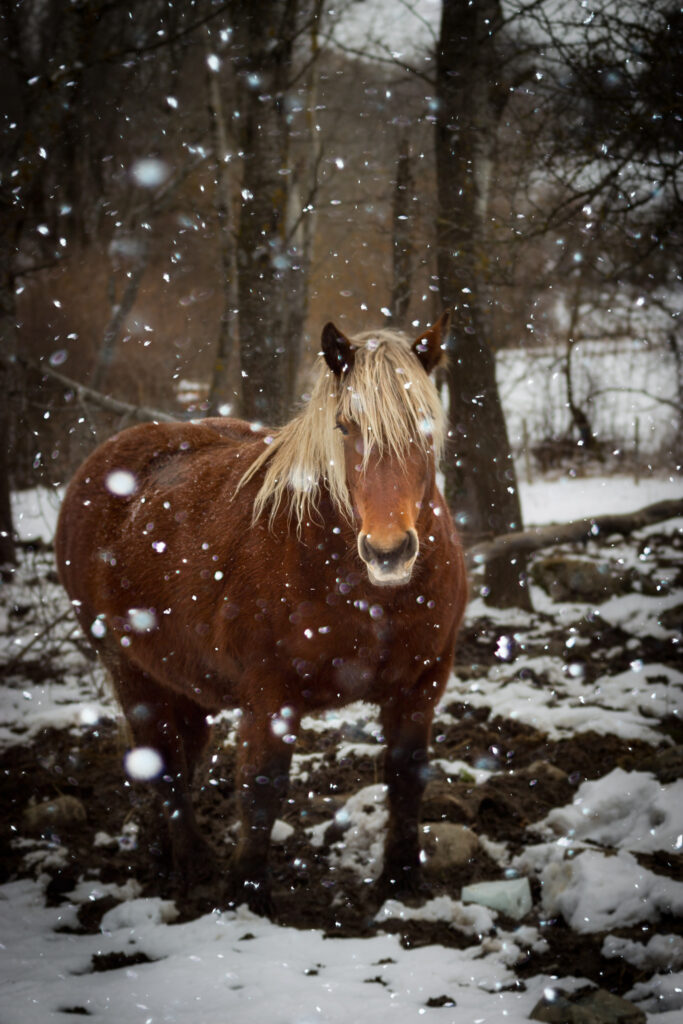 Un froid de cheval