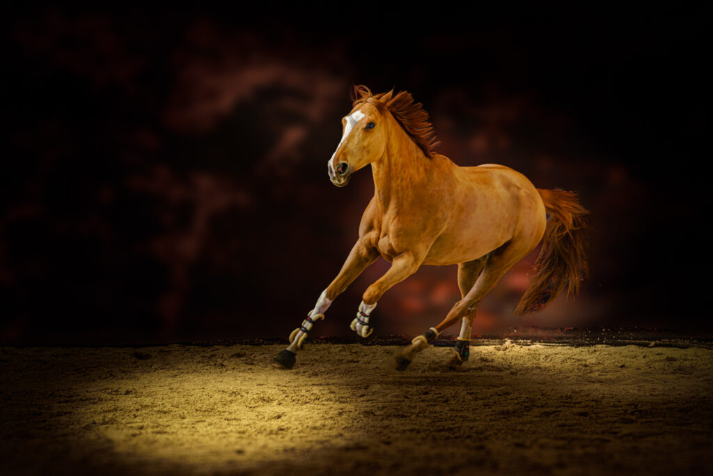 Haras de Castellane - Pertuis