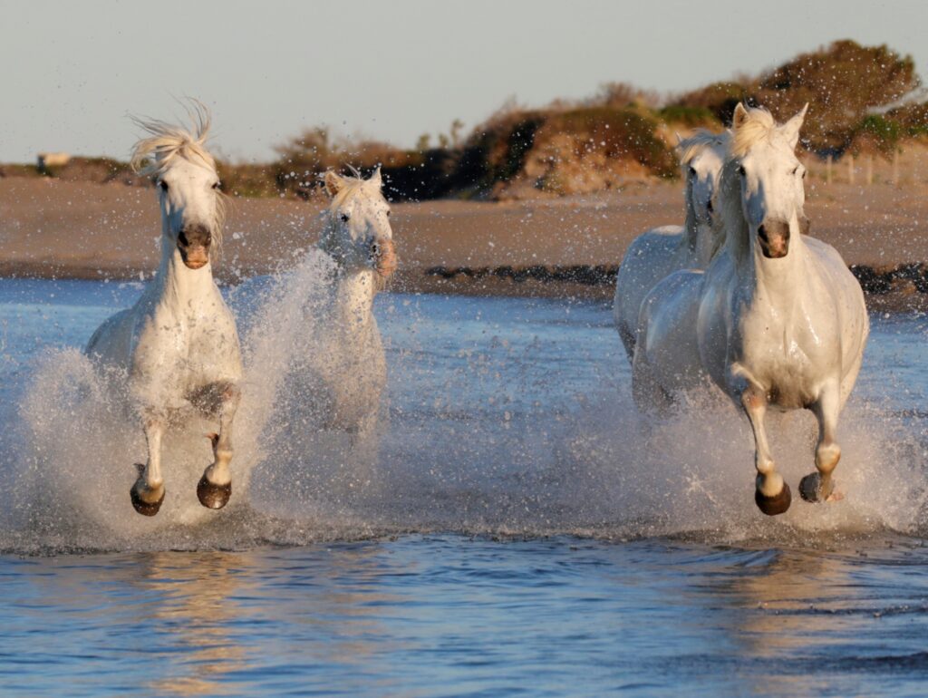 AU GALOP DANS L'EAU