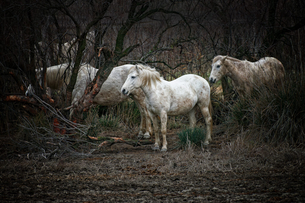 En Camargue