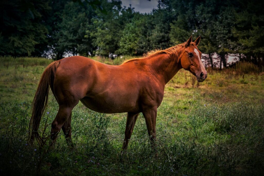 Cheval au pré