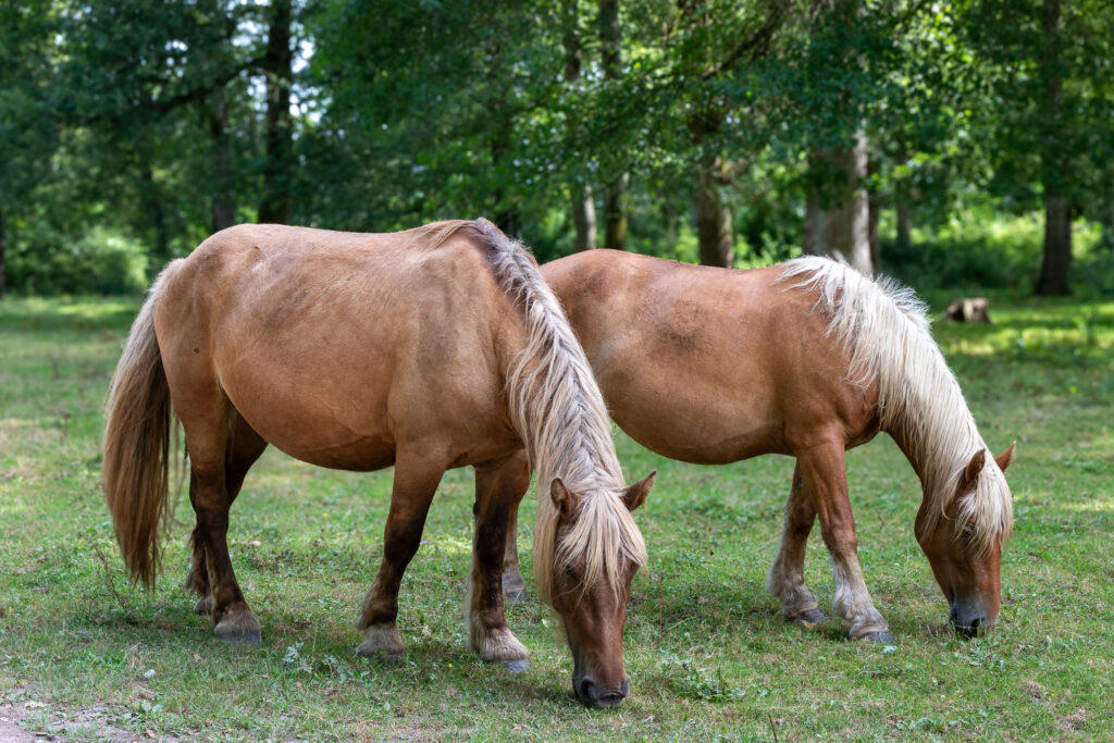 Chevaux aux Barthes de Rivière-Saas-et-Gourby (40)