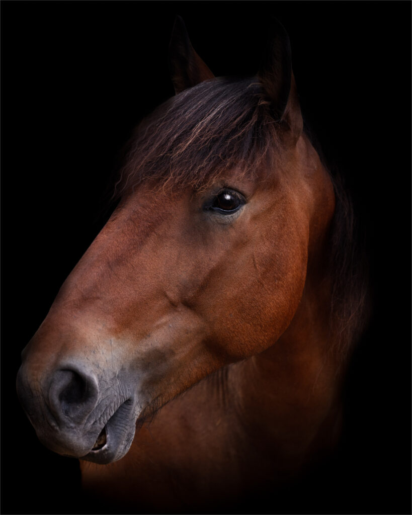 Le cheval dans son box