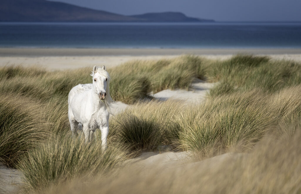 Hébrides en liberté
