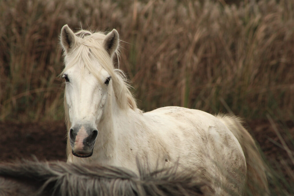 Rencontre camarguaise