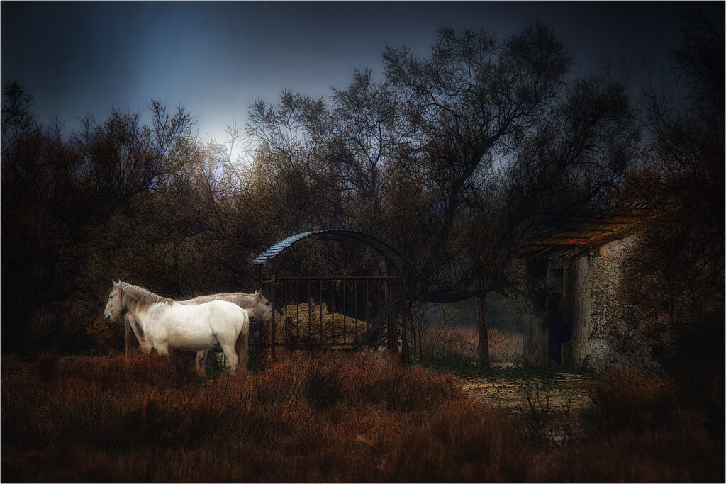 Camargue Intime