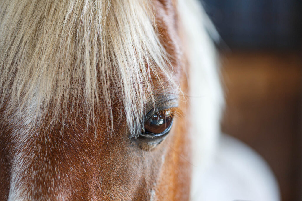 Le cheval aux cheveux blancs