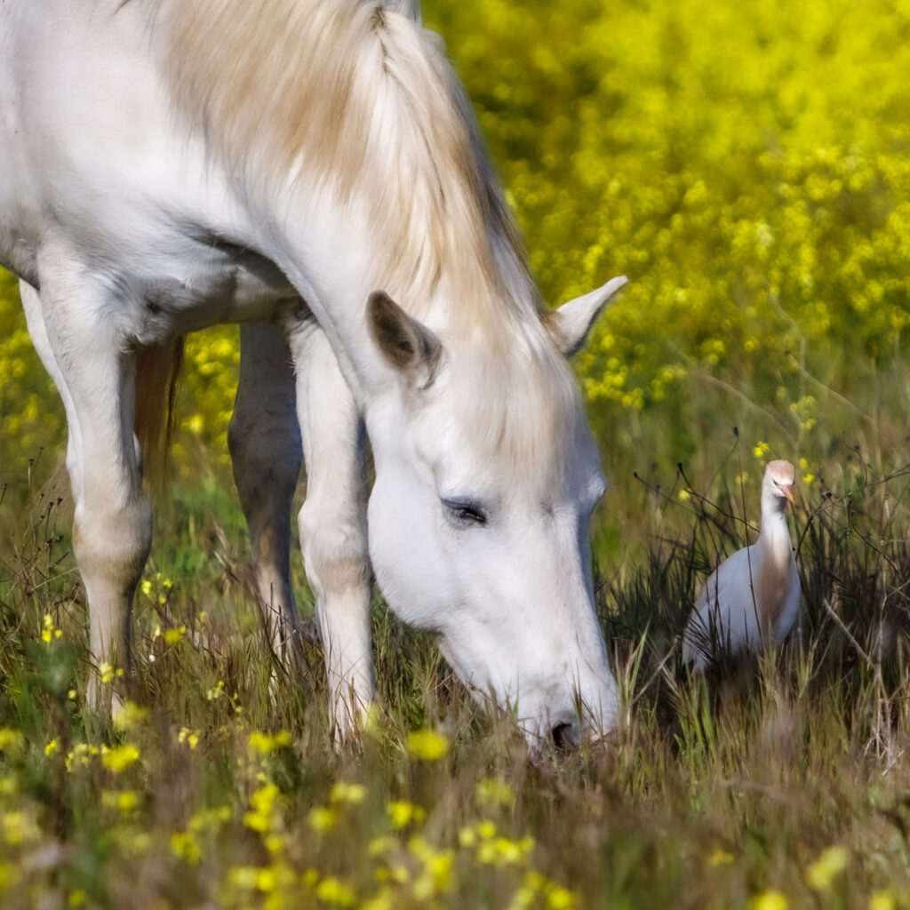 Cheval camarguais et son héron pique-boeufs